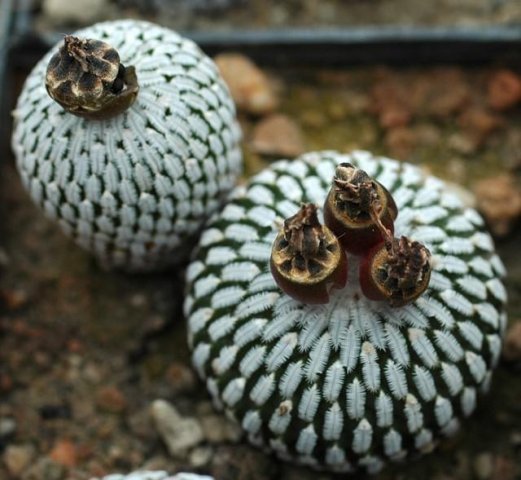 Turbinicarpus_pseudopectinatus_1